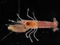 Synalpheus streptodactylus image
