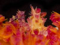 Hoplophrys oatesi image
