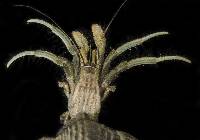 Clibanarius longitarsus image