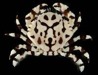 Lissocarcinus orbicularis image