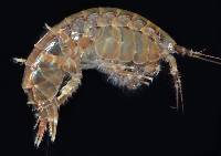 Anisogammarus pugettensis image