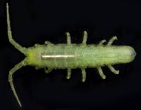 Pentidotea montereyensis image