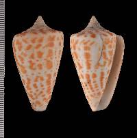 Conus spurius atlanticus image