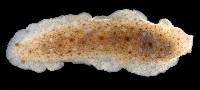 Dendrodoris elongata image