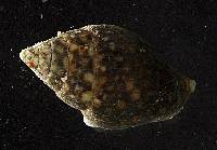 Pardalinops testudinaria image