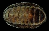 Ischnochiton yerburyi image