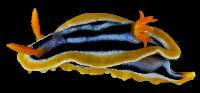 Chromodoris quadricolor image