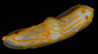 Gymnodoris striata image