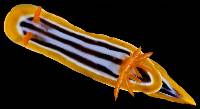 Chromodoris quadricolor image