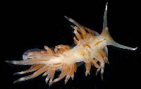 Hermissenda crassicornis image