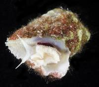 Coralliophila salebrosa image