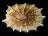 Cranopsis cucullata image