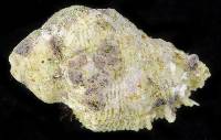 Coralliophila galea image