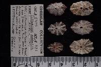 Fissurella angusta image