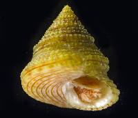 Calliostoma katoi image