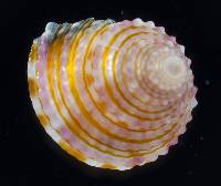 Calliostoma katoi image