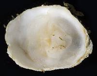 Crepidula perforans image