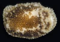 Onchidoris bilamellata image