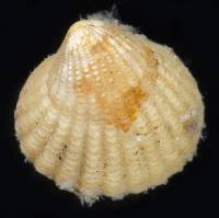 Cyclocardia ventricosa image