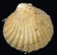 Cyclocardia ventricosa image