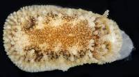 Onchidoris bilamellata image