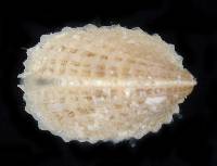 Emarginula phrixodes image