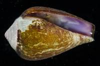 Conus californicus image
