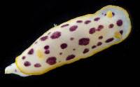 Chromodoris baqe image