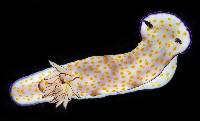 Hypselodoris pulchella image