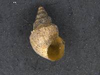 Potamopyrgus antipodarum image