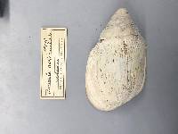Ellobium aurismidae image