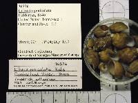 Lithasia geniculata image