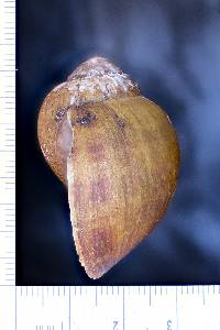 Pomacea columellaris image