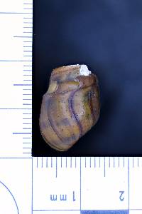 Gyrotoma pumila image