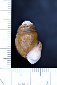 Gyrotoma pumila image