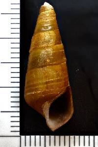 Pleurocera canaliculata image