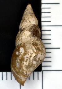 Elimia semicarinata image