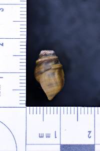 Gyrotoma pumila image