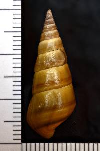 Pleurocera acuta image