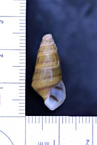 Pleurocera pyrenella image