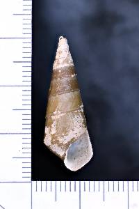 Pleurocera pyrenella image