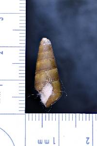 Pleurocera pyrenella image