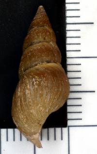 Elimia semicarinata image