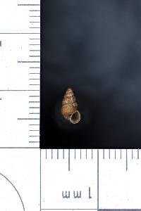 Pomatiopsis lapidaria image