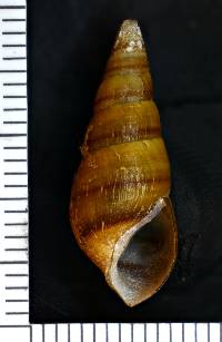 Elimia virginica image