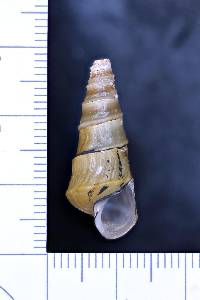 Pleurocera pyrenella image