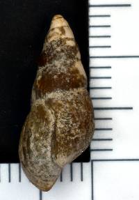 Elimia semicarinata image