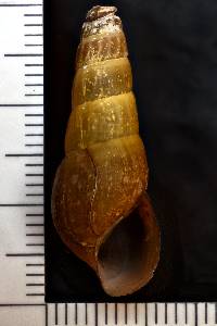 Pleurocera acuta image