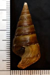 Pleurocera canaliculata image