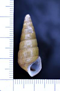 Pleurocera vestita image